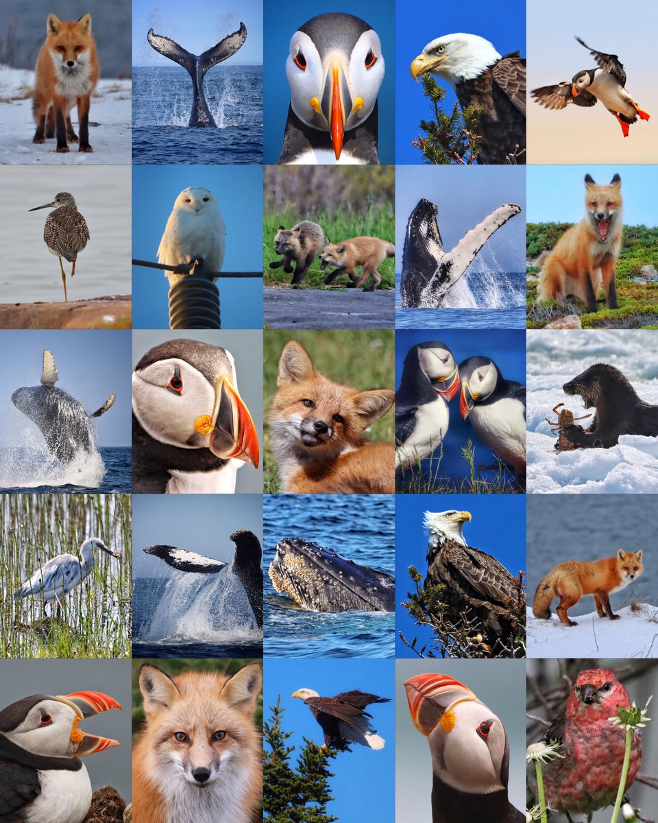 Happy World Wildlife Day!

What an absolute pleasure to live in an area where all of these beautiful creatures can be captured through my camera lens! 📸

#WorldWildlifeDay2024