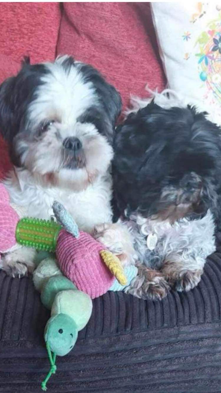 Shih tzu action rescue cheap adoption