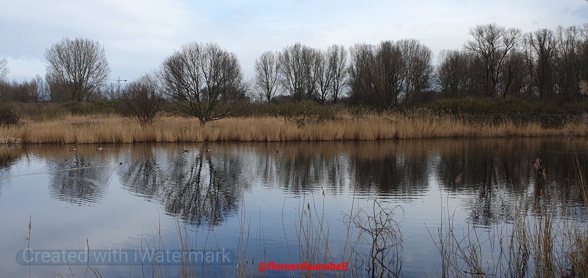 Goedemorgen iedereen op deze #zondagochtend geweldig weer om een wandeling te maken in een van de schitterende #natuurgebieden in de gemeente #Rotterdam zoals hier in natuurgebied #Polder #DeEsch