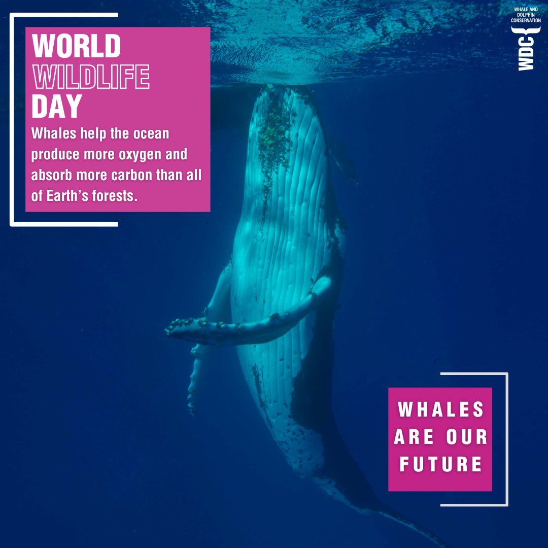 Today is #WorldWildlifeDay, a day to celebrate the diversity of wildlife on our planet. #Whales, #dolphins and #porpoises are sentient, emotional beings and they also play a crucial role in creating a sustainable environment. These magnificent climate giants help us fight climate…