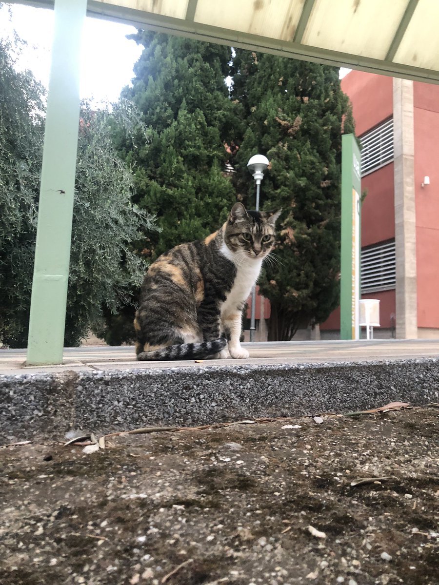 nereabx's tweet photo. @Turnthecrowdup mi uni esta llena de gatitos🥰 https://t.co/ybWqpMqTMl