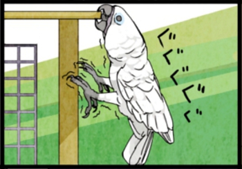 鳥だけど、飛ばずに済むならそうしたい。
そんな我が家のオウムです。 
