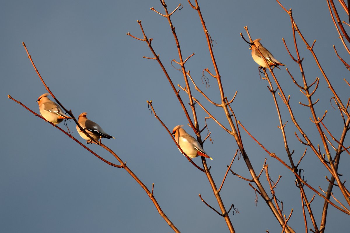 Managed to catch up with the Cosmeston Waxwings late yesterday evening!!💚#ValeofGlamorgan