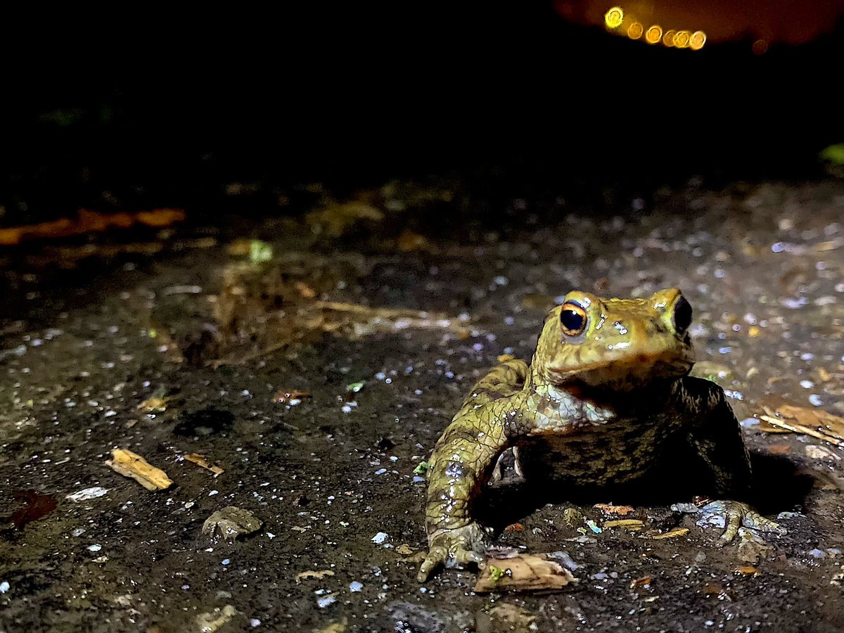 NVW5HL's tweet photo. Het is weer paddentrektijd! In deze periode zoeken padden, salamanders en kikkers hun geboorteplek op om te paren. Vaak moeten ze daarvoor een weg oversteken. Onze vrijwilligers helpen hen daarbij, zodat ze niet doodgereden worden. Ziet u onze vrijwilligers? Rij langzaam! https://t.co/E9gMD9ofaI