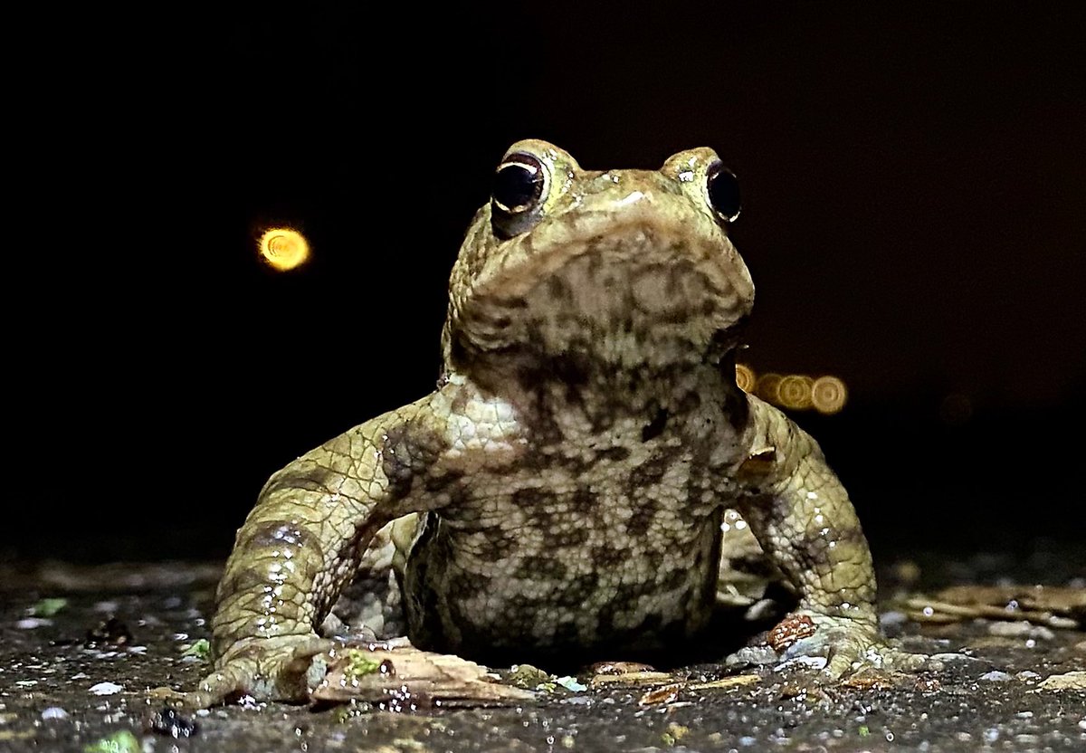 Het is weer paddentrektijd! In deze periode zoeken padden, salamanders en kikkers hun geboorteplek op om te paren. Vaak moeten ze daarvoor een weg oversteken. Onze vrijwilligers helpen hen daarbij, zodat ze niet doodgereden worden. Ziet u onze vrijwilligers? Rij langzaam!