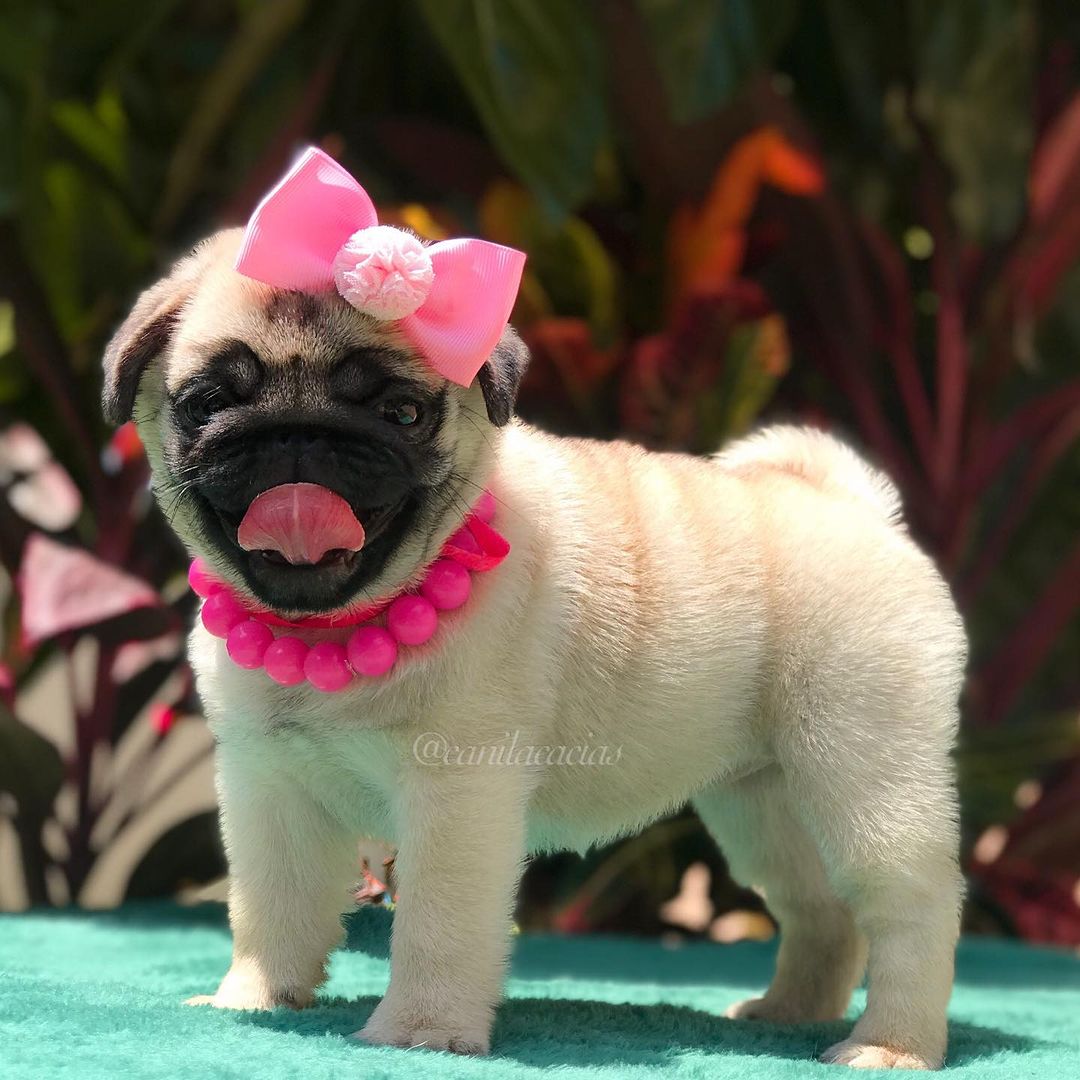 pug.lover.ig tweet media