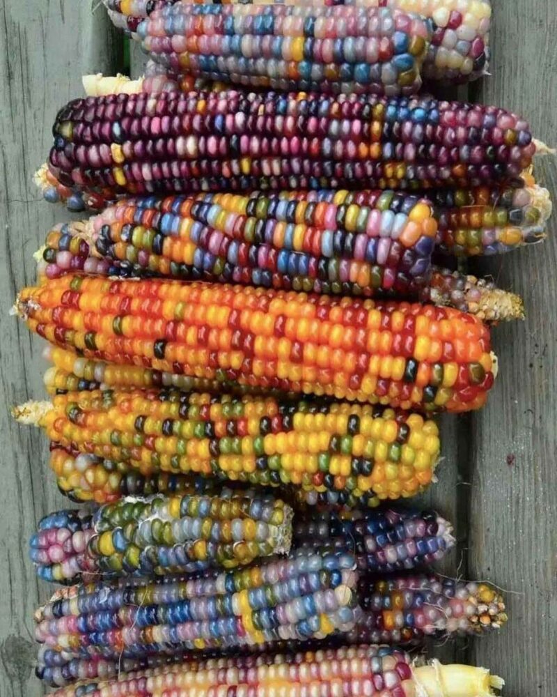 Mooie foto van de dag