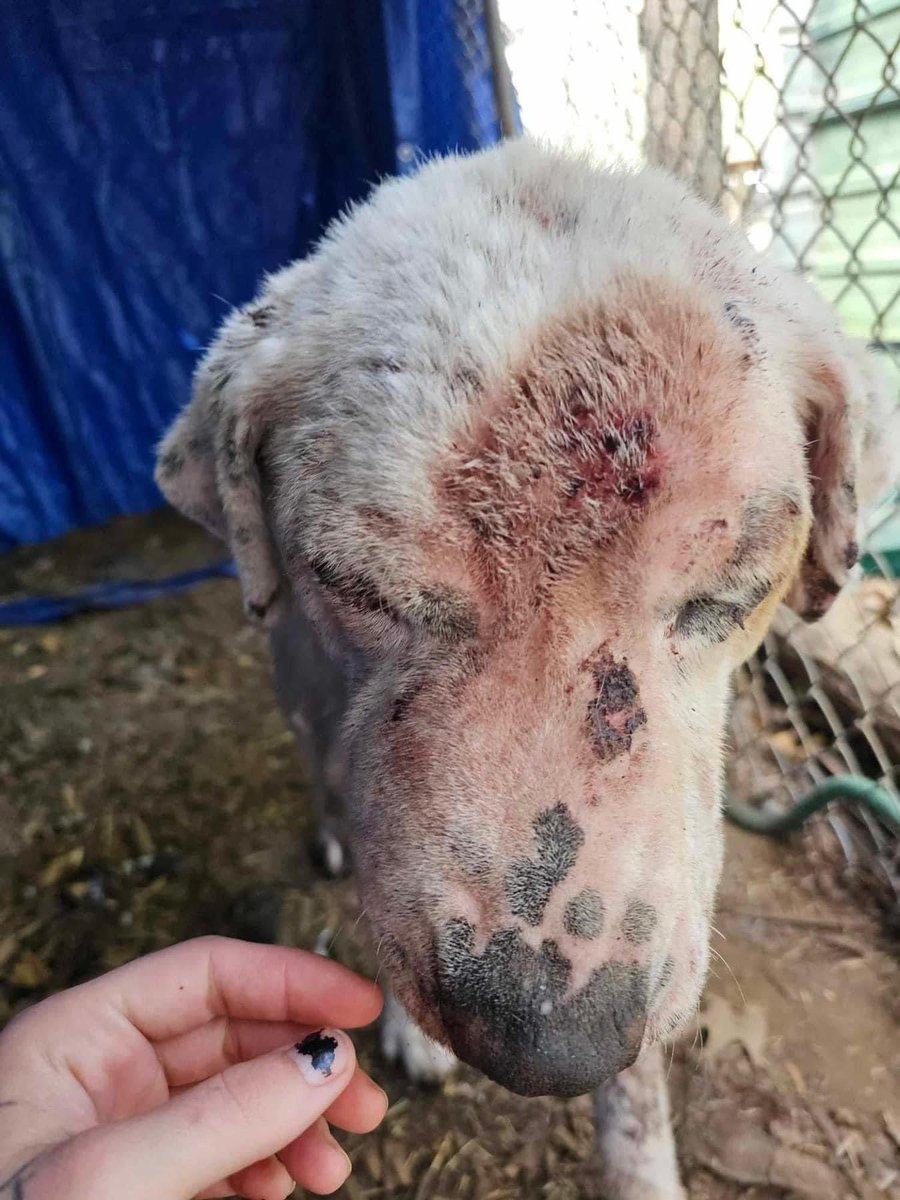 Huffman, #TX 77357 URGENT rescue & foster needed. It is believed that the dog has been shot in the nose & has blood coming out of his nostrils. Needs to get to a vet ASAP PLEDGES needed for rescue & vet care #dogsoftwitter #Texas #stray #animals