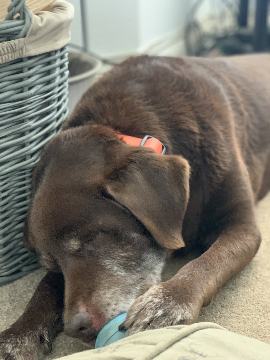 Just a #Seniorpup #enjoyingastuffedkong #HappySundayEffuryone😊