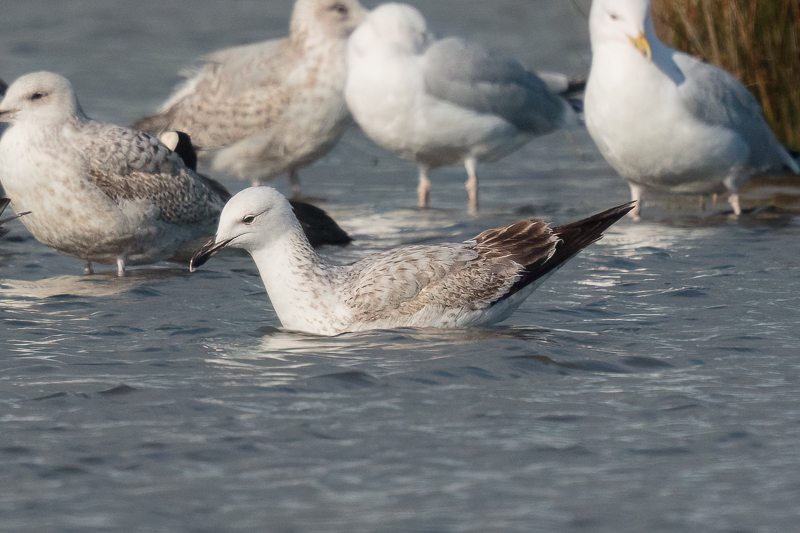 Caspian Gull - 1st winter - March ... feather by feather plumage detail photos possible at Lodmoor yesterday. Thanks to finder Brett, close proximity, good light ... and four to five hours patience😉.