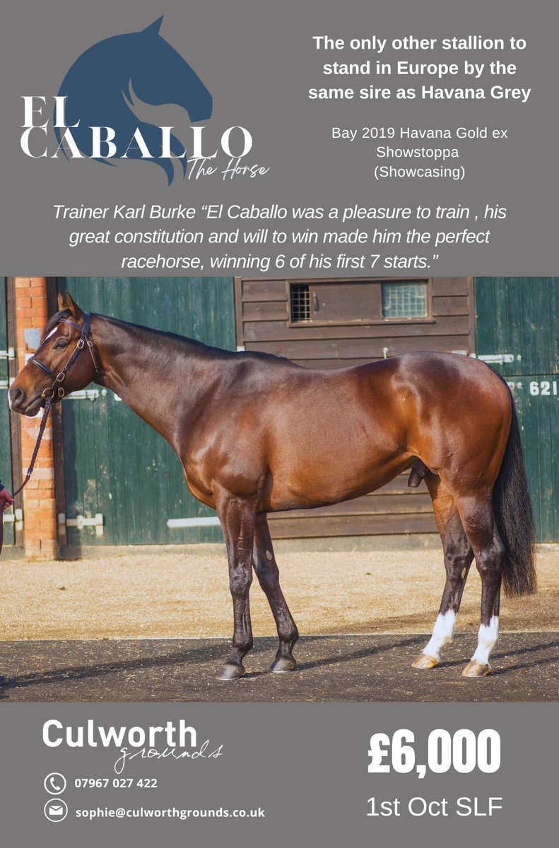 ✨ @CulworthGrounds’s EL CABALLO is the only other stallion to stand in Europe by the same sire as Havana Grey ✨ Trainer Karl Burke 🗣 'EL CABALLO was a pleasure to train, his great constitution & will to win made him the perfect racehorse, winning 6 of his first 7 starts.' ⬇️
