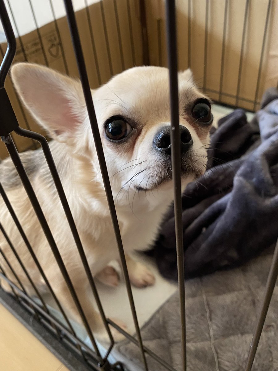 Matchan0918's tweet photo. 昨日の早朝、新しい家族🐕
が増えました！

自然分娩でと頑張ったのですが
１匹目からうまく生まれず、夜間救急で動物病院へ😔

帝王切開で無事に４匹誕生することができました😭

母子共に異常なく元気に退院して自宅で育児のスタートです！

#チワワ　#愛犬出産
#多頭飼育 https://t.co/sGMp2BxoW9