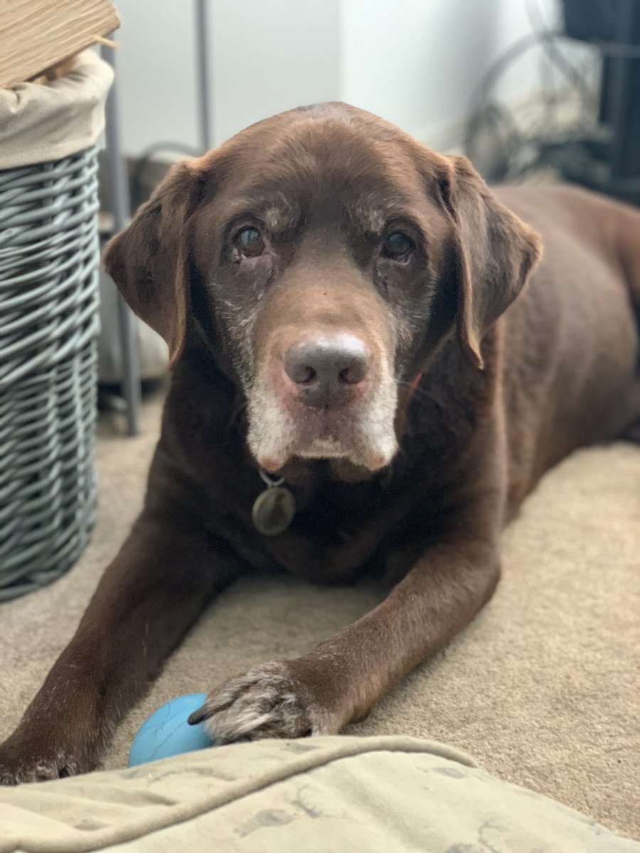 #SeniorPupSunday💜