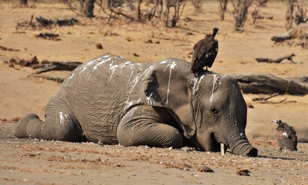 At least 160 elephants have died as #drought conditions hit #Zimbabwe, and with hot, dry weather likely to continue, conservationists fear there could be more deaths to come.On the occasion of #WorldWildlifeDay, it is crucial for every individual to step up and