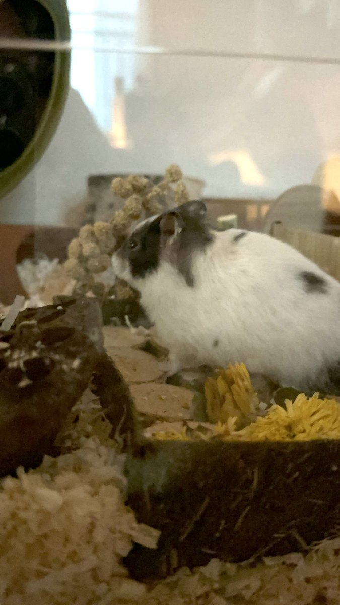 토끼! 🐇