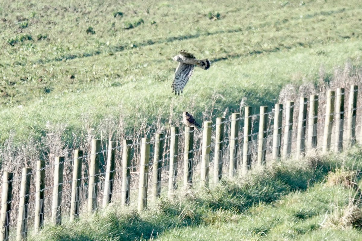 Ringtail at Banks mobbing this Kestrel