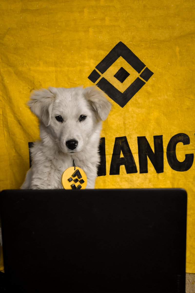ZeeshanAz01's tweet photo. @binance My cute 🐕 Loki is having a busy day.😍
#BinanceDog
#Binance https://t.co/BI6MiuLTHs