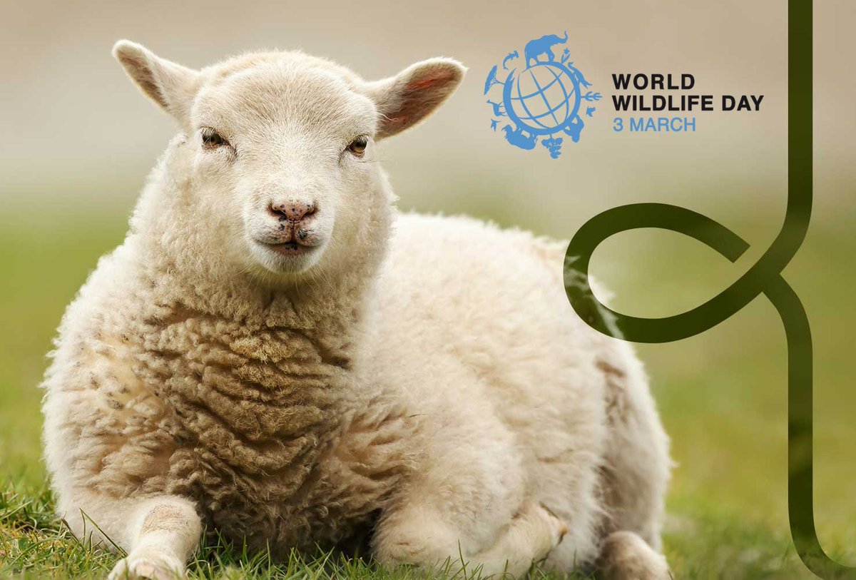 Happy World Wildlife Day 2024! 🌍🐑 This year, we're celebrating 'connecting people and planet, exploring digital innovation in wildlife conservation.' Join us in embracing technology and sustainability to safeguard our planet's wildlife. Together, let's make a difference!