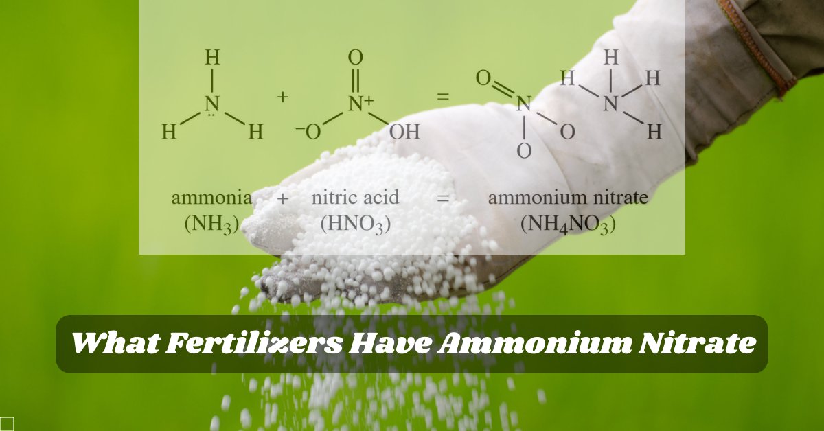 'What Fertilizers Have Ammonium Nitrate' Read more about this fascinating topic mumerjaved.com/?p=299
#revolutionwithagriculture mumerjaved.com #Agriculture #crops #Plants #farming #farmers #Fertilizer #agriculturalscience #modernagriculture
#AmmoniumNitrate #Ammonium