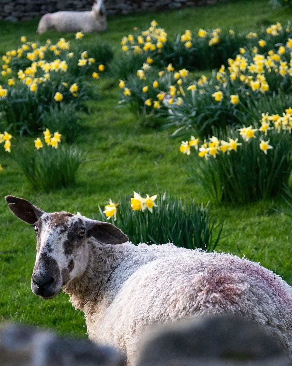 Does my bum look big in this? 🐑🌼