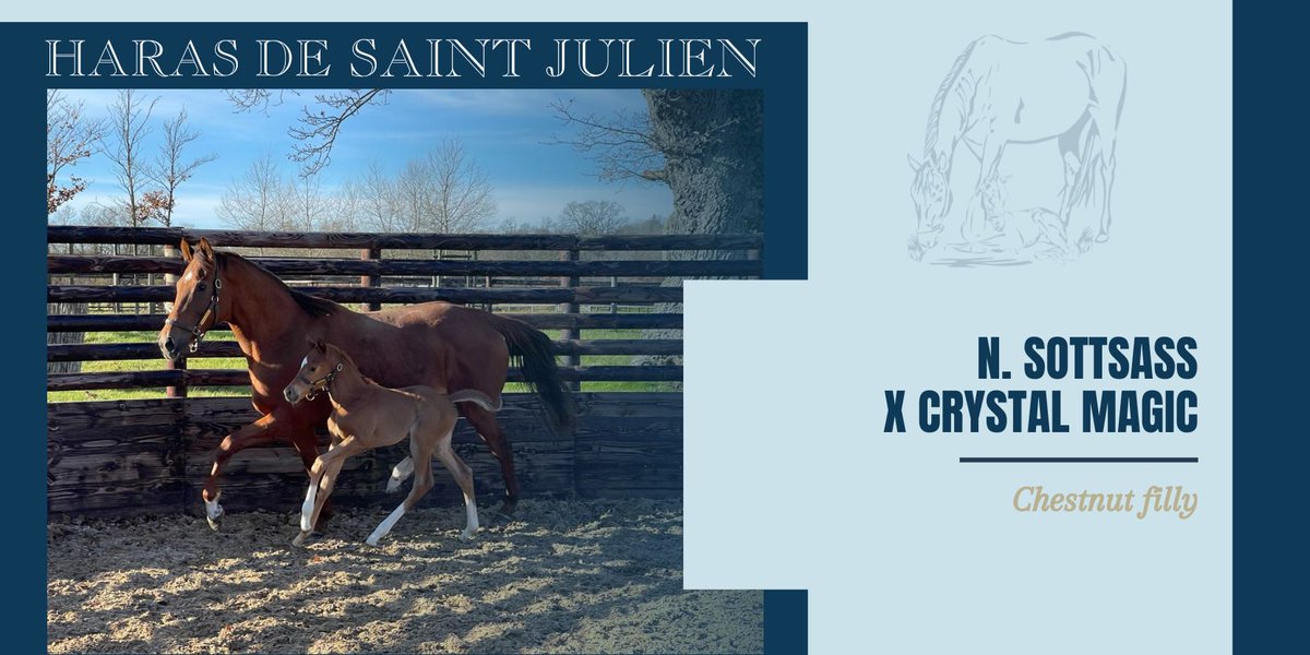 SaintJulienFR's tweet photo. #Foaloftheday
F. SOTTSASS (@coolmore) X CRYSTAL MAGIC

#Foal #BretatStJulien #FirstFoal https://t.co/0HnKeSfecy