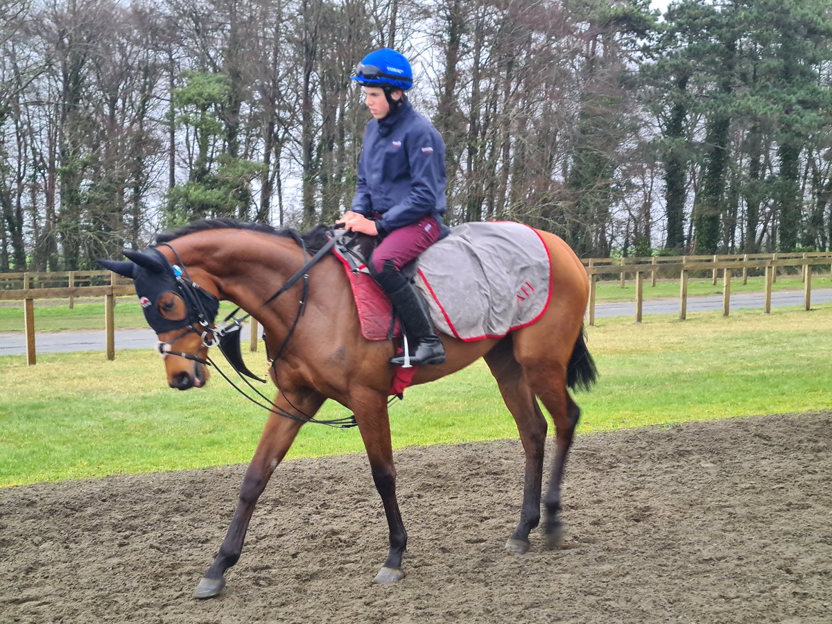 Hallie Angel (HARRY ANGEL x SNAKE'S HEAD) has returned from her winter hols and has really come on for her break. 

It was great to see her yesterday and we're looking forward to seeing what @ahaynesracing and the team can do with her this year.

#HarryAngel #AHTeam