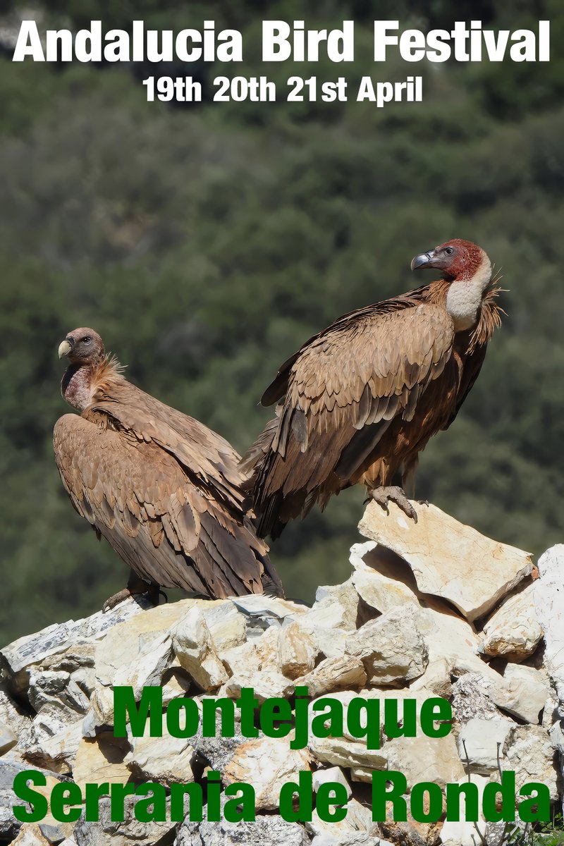 Newsletter has been sent to members today, please check your inbox and if it does not appear check spam folder. Includes an appeal for members to help us with our stand at the Andalucía Bird Festival. Note: Entrance to the bird festival and lectures is free to all visitors.