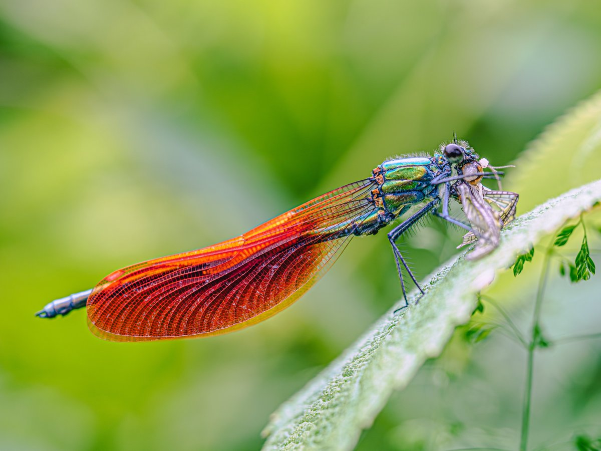 M_religiosa's tweet image. 繊細さと獰猛さの共存