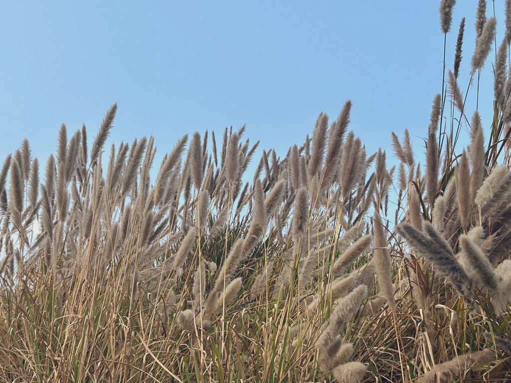 We call these the cotton candy grass. #pampasgrass