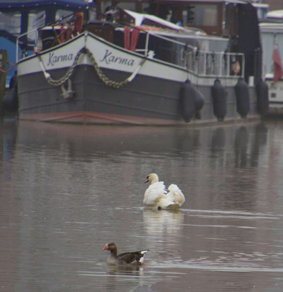 Brayford Pool, Lincoln this morning…..Karma comes to us all🤩😍
#lovelincoln #brayfordpool #riverlife