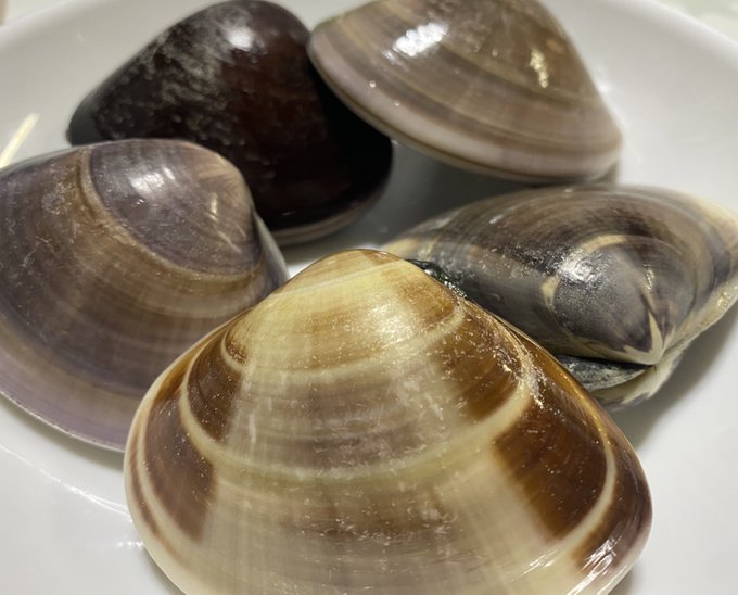 ハマグリを焼いた。何も味付けしないのが1番美味い 