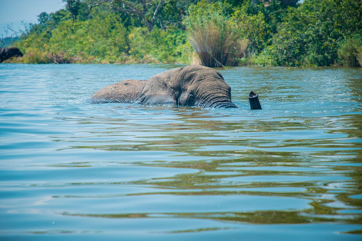 Happy #WorldWildlifeDay! Located just 35km from the northern gate of @AkageraPark, at Mantis @EpicHotelSuites, we celebrate the wildlife that graces our surroundings, and we remain committed to facilitating our guests to connect with the park's wonders. #VisitRwanda🇷🇼