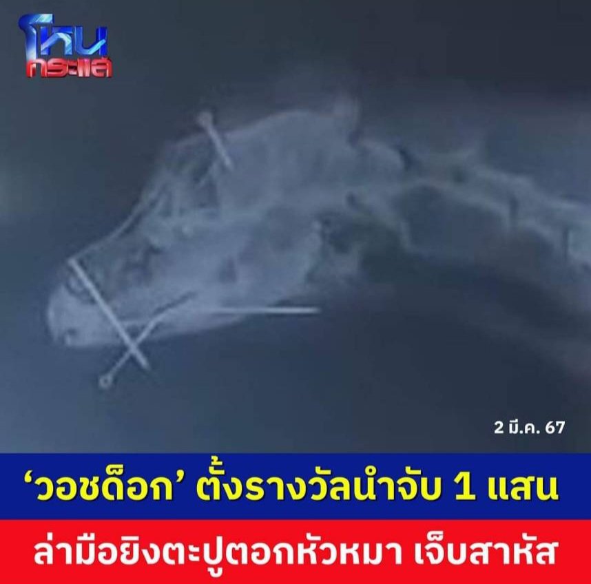 E-CATSSSSS อีแคท อีแมว ชาญสมร tweet media