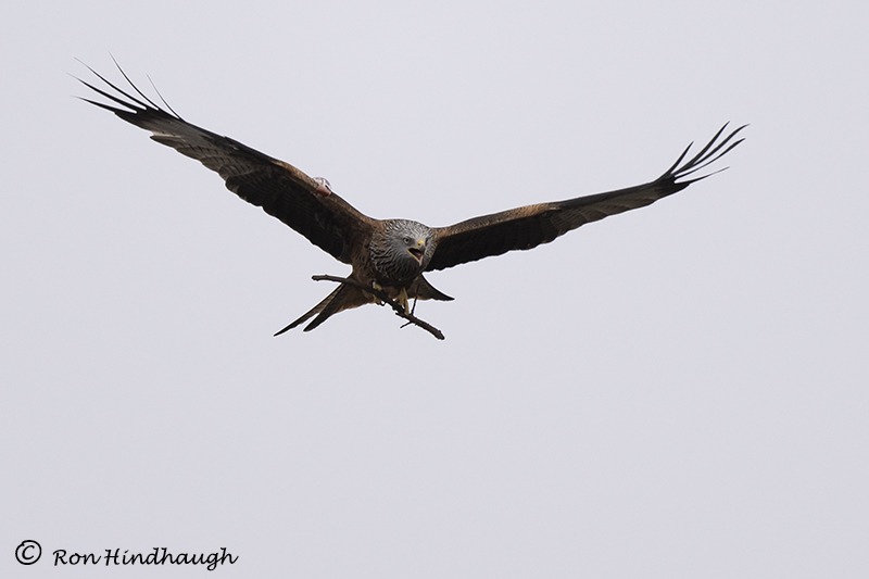 Ron Hindhaugh tweet media