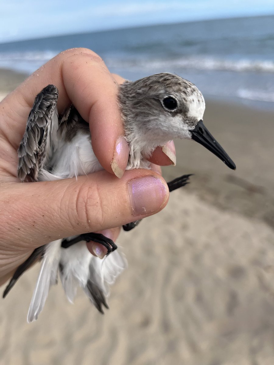 Mattea Taylor tweet media