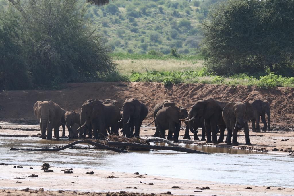 UNEP_Africa's tweet image. Africas wildlife can thrive!

Tech like drones &amp;amp; DNA analysis empower conservationists to protect animals, track poachers &amp;amp; drive sustainable trade.

As we commemorate #WWD2024, let&apos;s embrace #ConservationTech for a future where wildlife &amp;amp; people thrive! #TechForWildlife