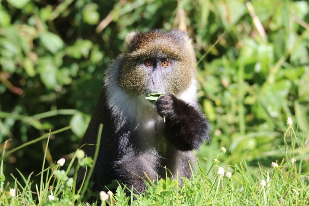 UNEP_Africa's tweet image. Africas wildlife can thrive!

Tech like drones &amp;amp; DNA analysis empower conservationists to protect animals, track poachers &amp;amp; drive sustainable trade.

As we commemorate #WWD2024, let&apos;s embrace #ConservationTech for a future where wildlife &amp;amp; people thrive! #TechForWildlife