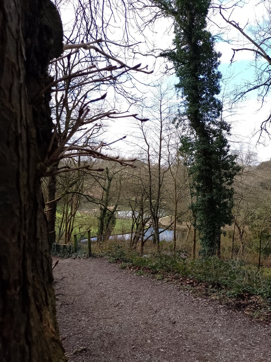 TheBabalicious's tweet photo. Dear Fibromyalgia, A very gentle wander in a wood near me today, good for the mind body and soul, well let's hope so.#treebathing https://t.co/CMlvcVVenF