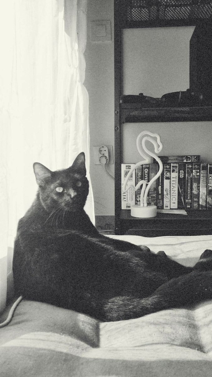 saiicere's tweet image. 🖤🐈‍⬛
#SPOK