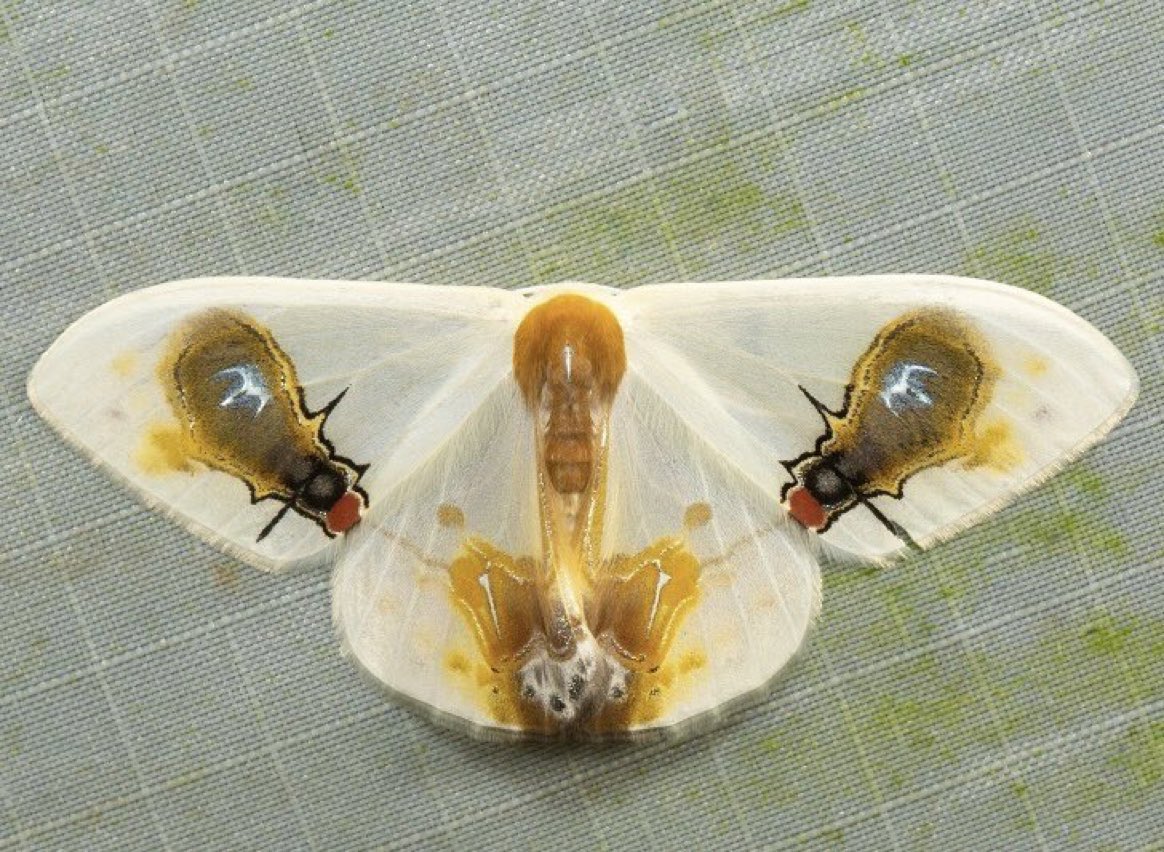 This moth, Macrocilix maia

has taken camouflage to a different level
It has a photo realistic mural on its back, 2 red eyed flies eating bird guano, you can even see the light reflecting off the flys' wings

A scene associated with potential disease, a risk best avoided by its