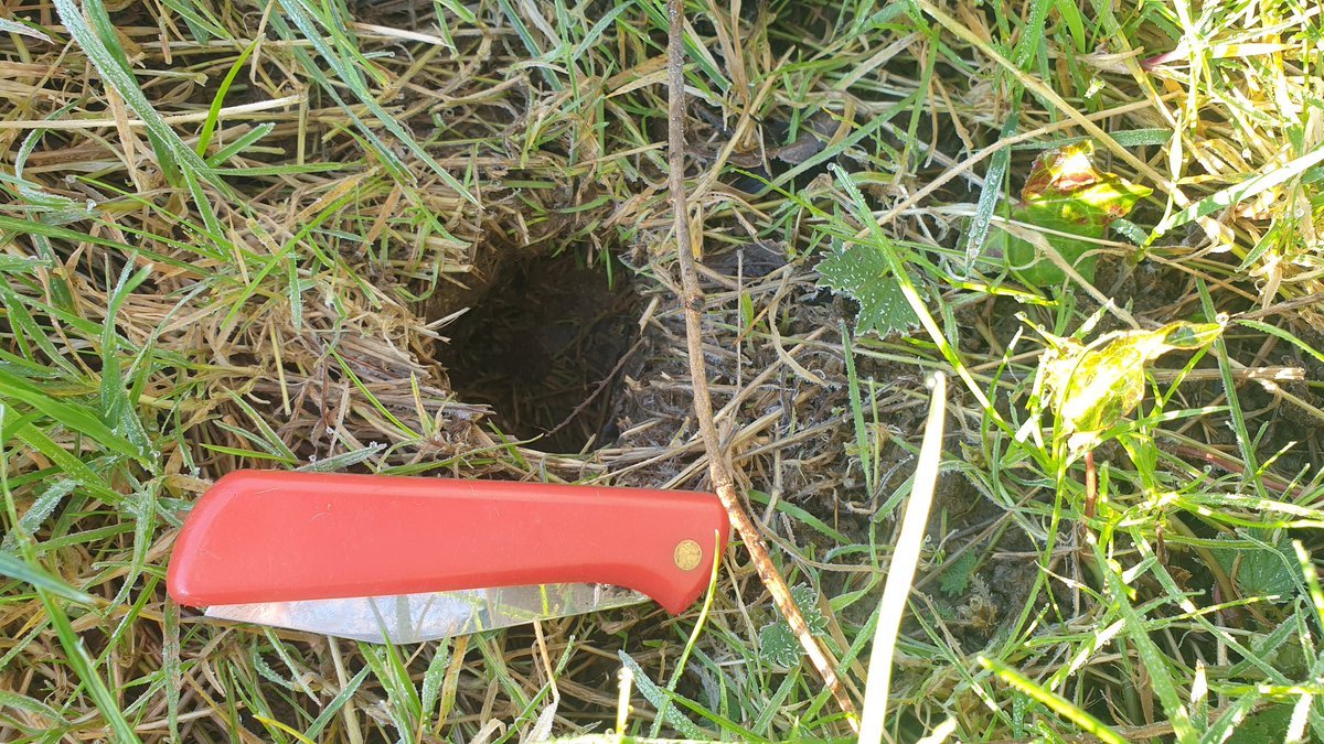We have lots of holes this size 1m from active water vole habitat but is it water vole or bank/field vole? Ive never managed to work it out! any thoughts. @WaterVole @kernowbeaver @gow_derek