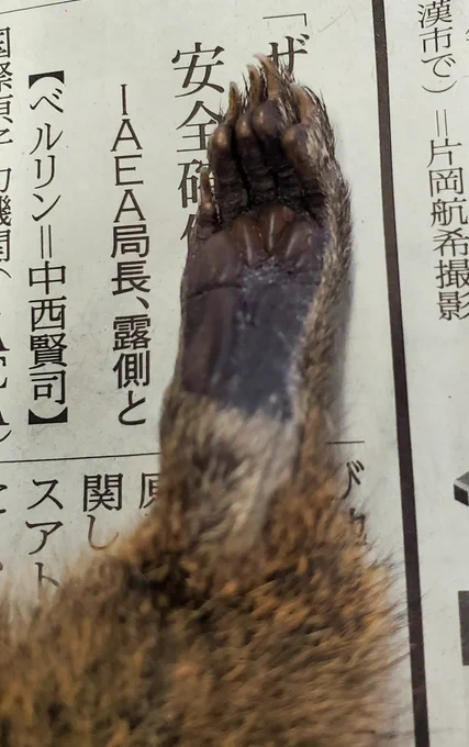 科博クラファンの剥製づくりしてきた!
ぷにぷにのリス足です 