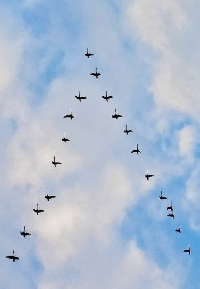 vkoralis's tweet image. Beidzot Latvijai solītie iznīcinātāji ir klāt! 
Varžu un labības.... 😀
/bilde - no tīkla dzīļu izlūkiem/ 

#smejiesvairaudi #pasmaidi #pavasaris #dzērves