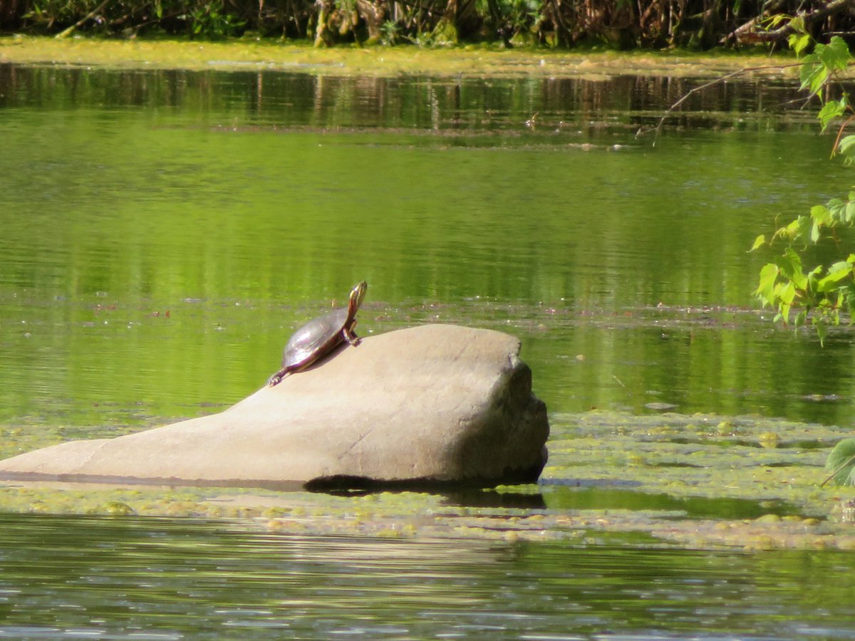 PLKlein_Author's tweet photo. "It doesn't matter how slow you go as long as you do not stop." ~ #Confucius #thinkingoutloud #quickquotes #SundayMotivation #ThinkBIGSundayWithMarsha #DoNotStop https://t.co/spPWqpEjiU