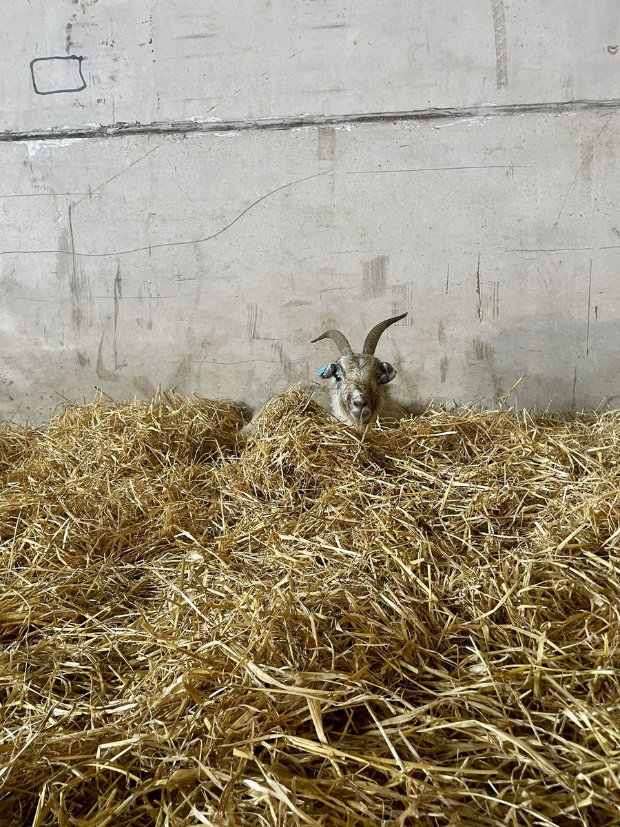 This Mum-to-be has taken nesting to the next level. Hopefully we’ll have new babies by this afternoon 🤞🤞🤞 #kidding #cashmeregoats #scottishcashmere