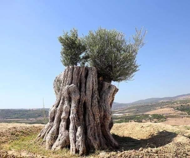 3 marzo: l’albero abbattuto ha ricominciato a vivere. E di fronte a tale miracolo cantiamo: La terra è la terra di tutti, madre di tutti siamo rami dello stesso albero siamo fiori dello stesso giardino siamo onde dello stesso mare! Siamo stati pensati e voluti dal Signore!