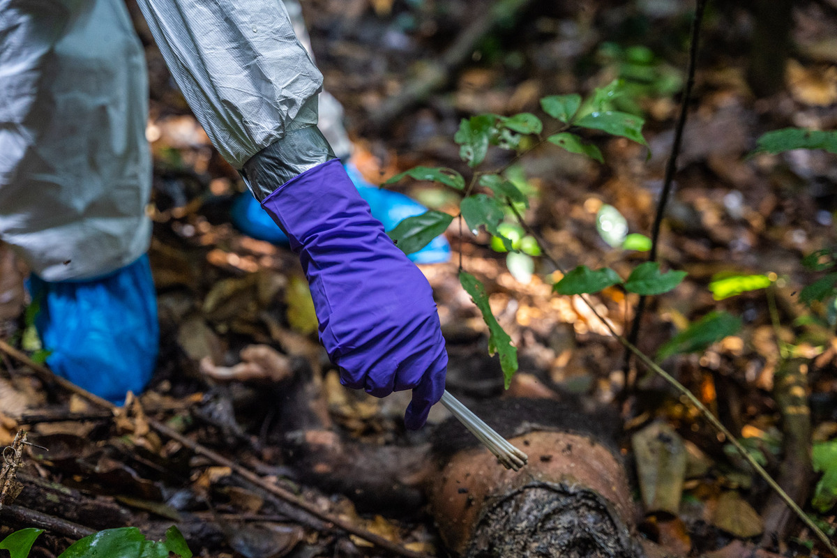 🌿🔬 New insights on disease surveillance! Dive into how WCS Congo leads the charge against emerging diseases with its One Health wildlife program. Did you know 70% of 21st-century infectious diseases like Ebola and HIV originated from wildlife?