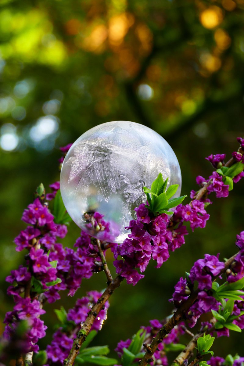 According to the forecast, there is a #frost possible tonight. If it doesn't happen these images from last week could be the last #FrozenBubbles for a while.  #FrozenBubble #IceBubbles #Daphne #Flowers #FrozenBubblePhotography @StormHour