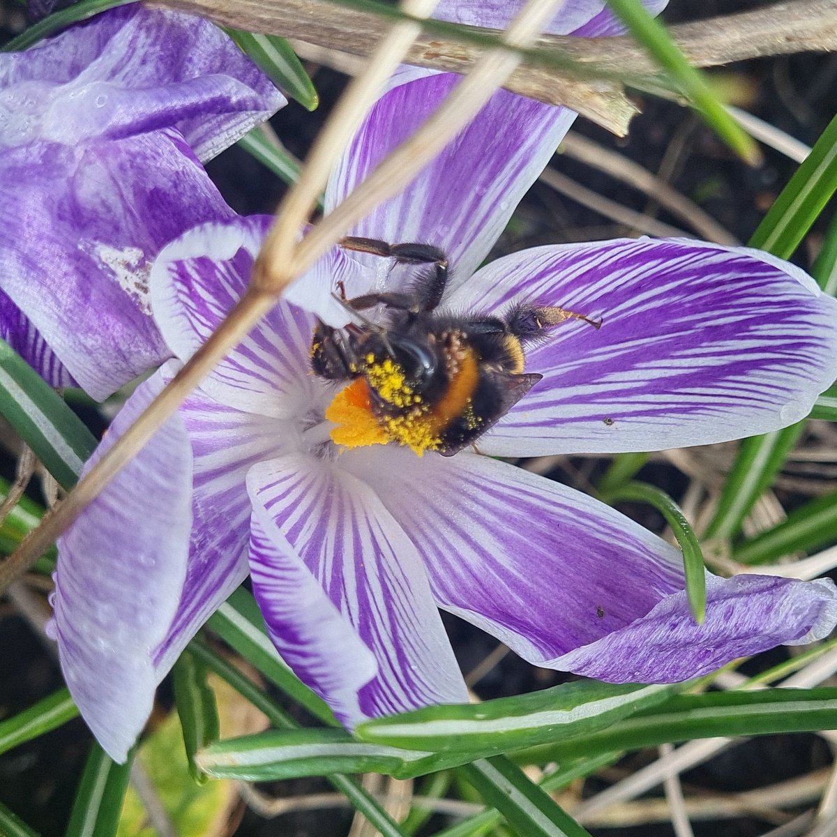 Lovely sunny day and the #bumblebees are starting to visit the #wildlifegarden 🐝 #gardenwildlife #wildlifeinmygarden @BumblebeeTrust @WTSWW_Swansea @WTSWW @RSPBCymru @Natures_Voice @NearbyWild @HomeWildlife