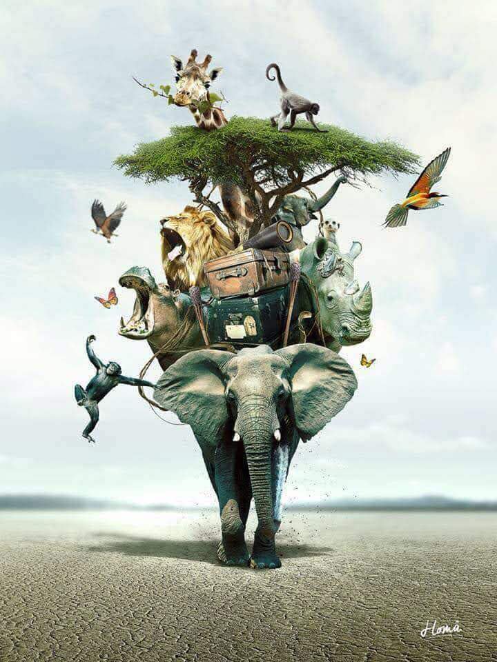 Today is #WorldWildlifeDay
#Elephants are a keyspecies
Protecting elephants protects ecosystems
#futureforelephants #artenschutz #artenvielfalt #Artensterben #biodiversity #conservationmatters #elephants #schlüsselspezies #keyspecies #protectelephants #gardenerofeden
